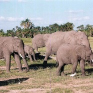 Elephants in Keya